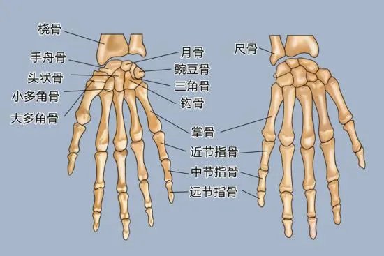 手指名称图