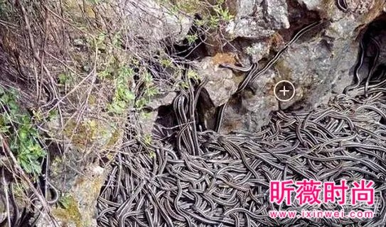 男子维修管道:竟发现骇人一幕(图)