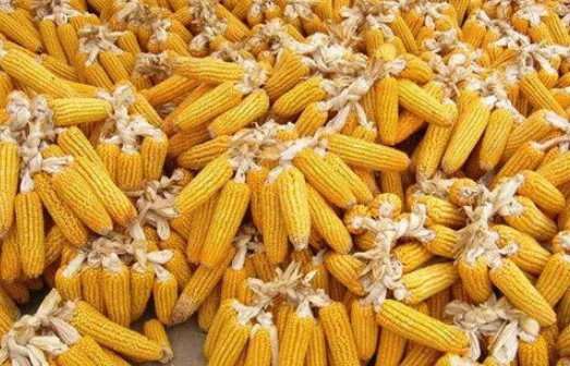 中储粮是如何回应竞拍玉米存在虫眼问题的？