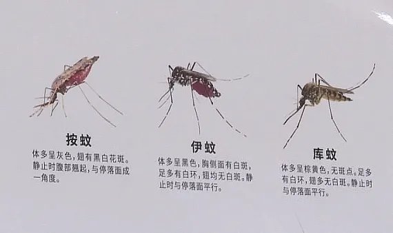江苏句容出现1例登革热病例,如何预防登革热病毒?