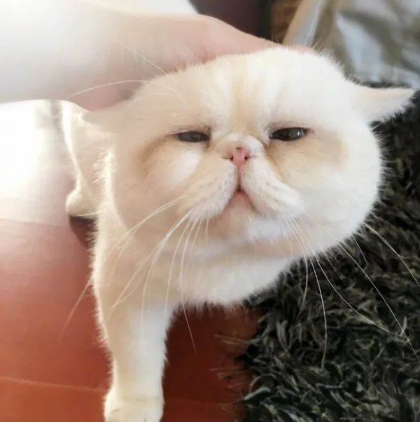 海航允许携带宠物进入客舱有什么规定?
