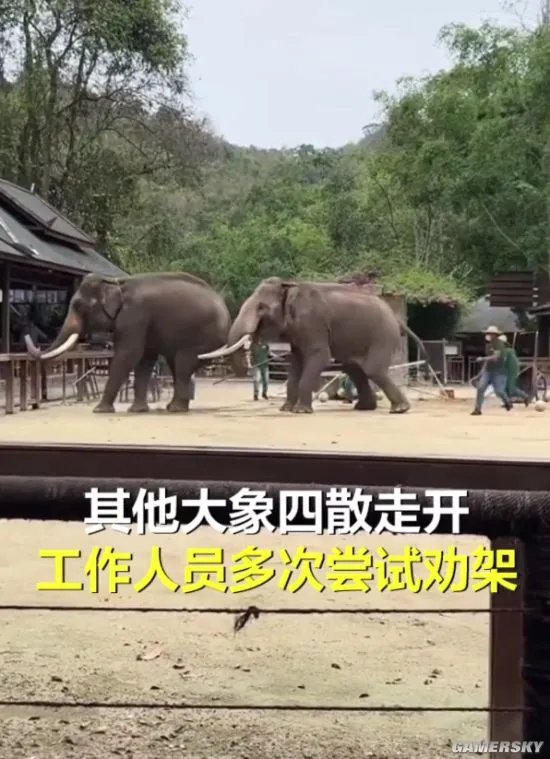 景区两只大象表演时突然打架 数名工作人员现场劝架