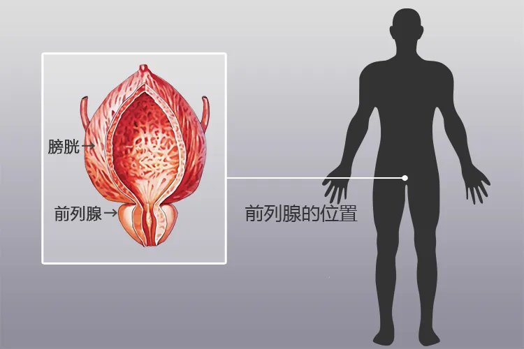 前列腺在男人的哪个部位