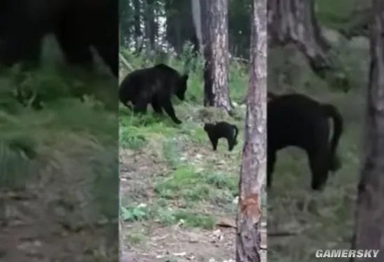 俄罗斯一黑猫逼退棕熊 网友:是不是罗小黑?