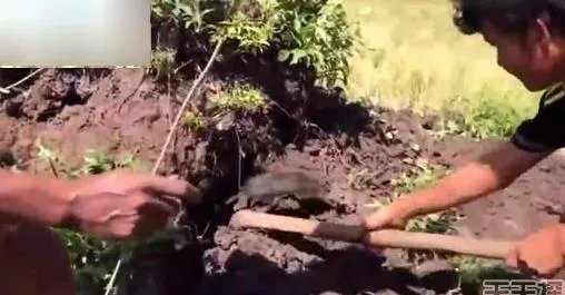 男子野外挖田鼠 挖出的东西吓一跳(组图)