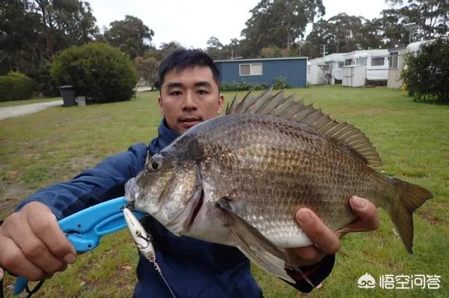 除了《游钓中国》,你还喜欢什么钓鱼类视频?