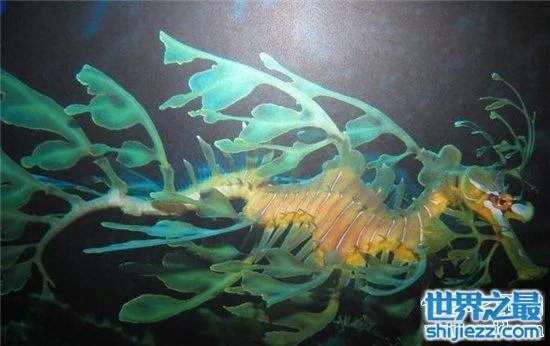 叶海龙鱼外形奇特,能够随意自由变换颜色