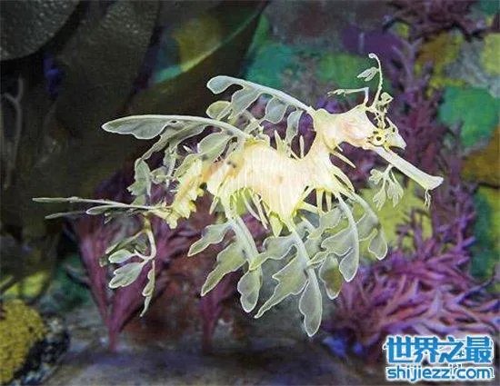 叶海龙鱼外形奇特,能够随意自由变换颜色