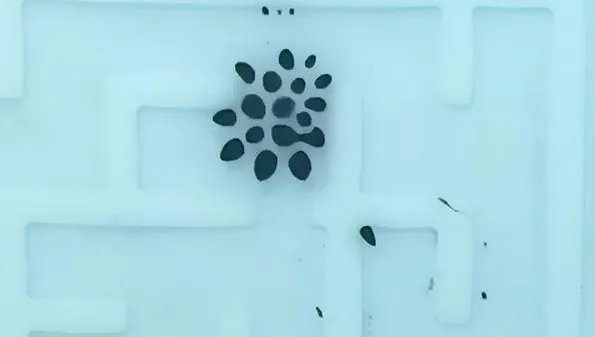 苏州大学开发出液体机器人,这具有哪些重大意义?