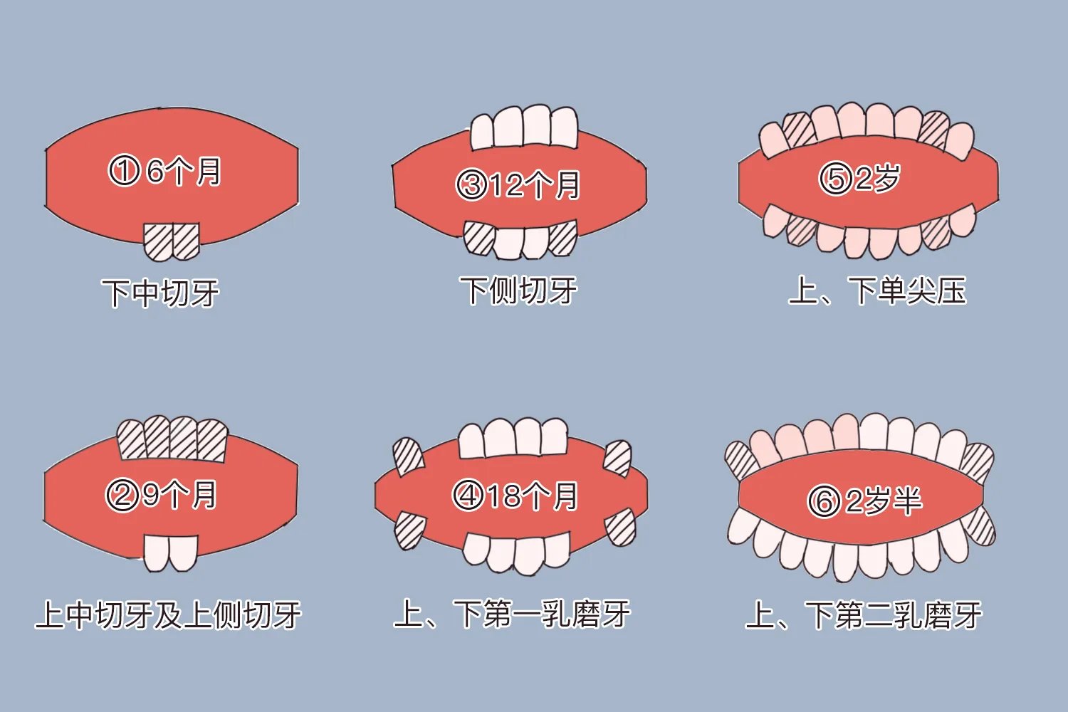 婴儿牙齿生长顺序图