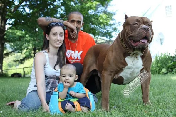 斗牛犬照顾婴儿 被称为称职的保姆和保镖