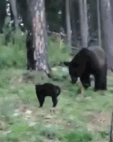 俄罗斯一黑猫逼退棕熊 网友:是不是罗小黑?
