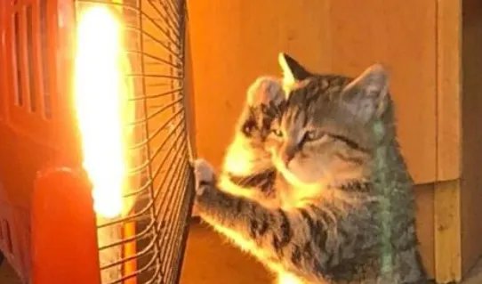 狗狗靠着电暖气取暖毛被烤焦，猫狗冬天为何都爱烤火？