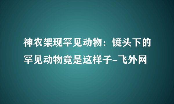 神农架现罕见动物:镜头下的罕见动物竟是这样子-飞外网