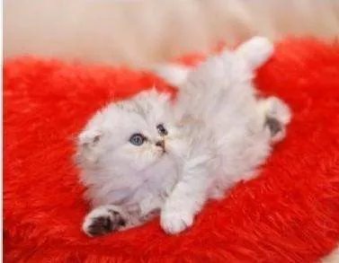 小猫为何困高架桥两年?