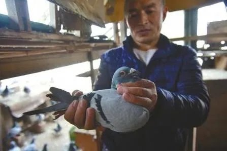 信鸽一月被盗光 损失高达七八万