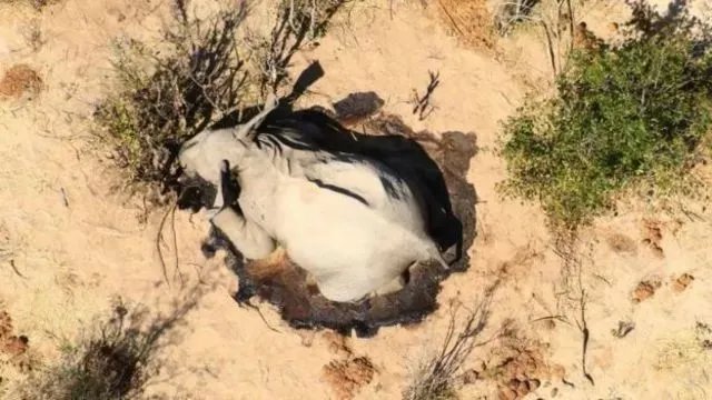 非洲数百头大象神秘死亡,是天灾人祸吗?