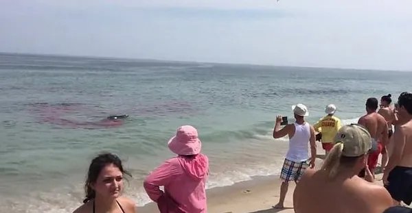冲浪者遇鲨鱼逃生了吗?