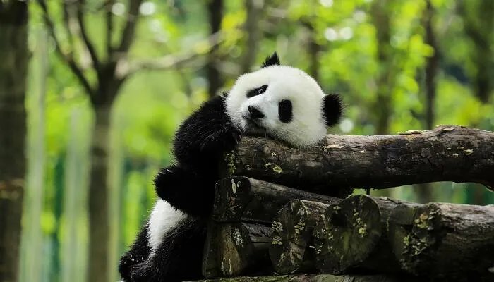 为什么大熊猫会濒临绝种 大熊猫绝种的原因