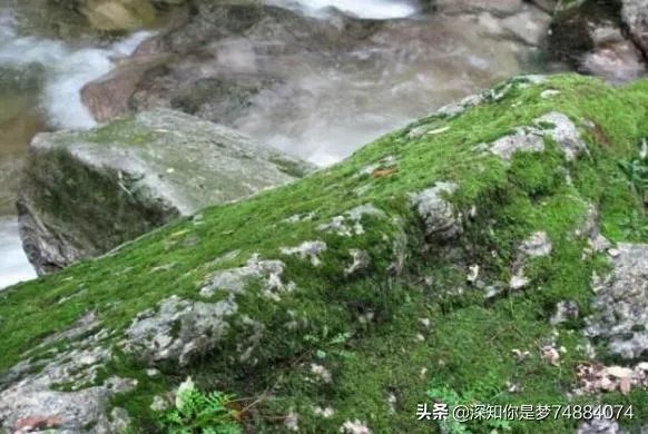 苔古诗全文