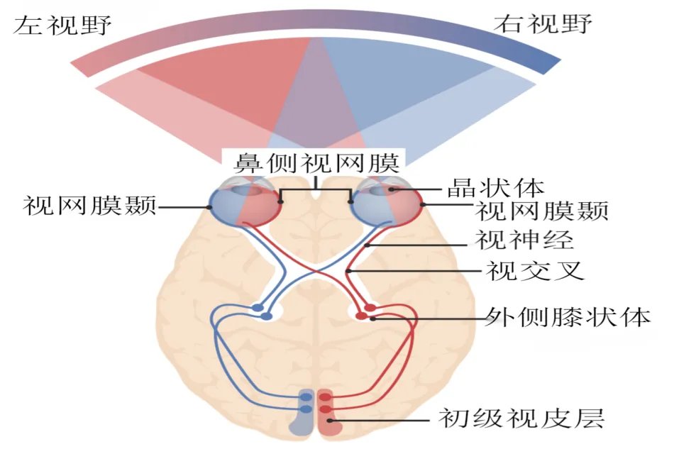 眼睛图
