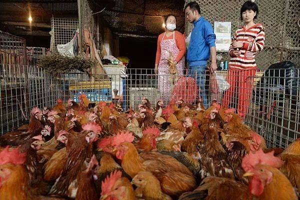 四川逐步取消现场宰杀销售活禽,这样做的原因是什么?