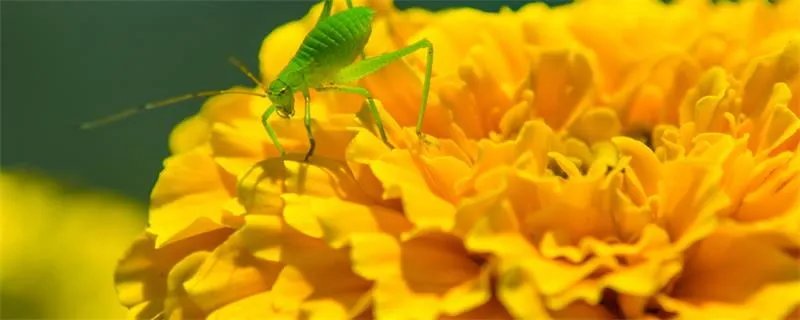蝈蝈吃什么  蝈蝈一般吃什么呢
