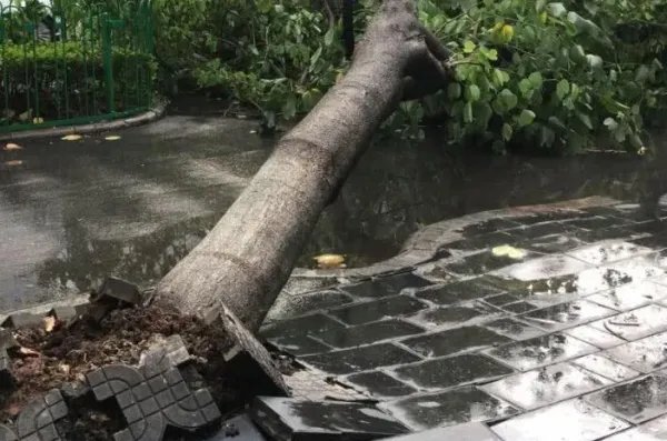 河南开封发布停工停业紧急通知,这其中的缘由是什么?