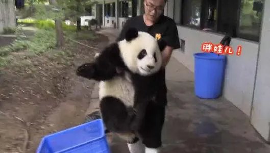 熊猫和饲养员吵架是因为什么原因呢?