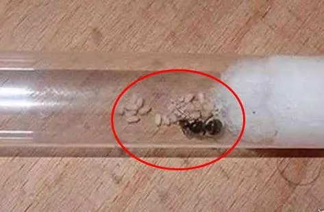 活捉蚁后给点沾水棉花下幕惊呆：不可思议一幕