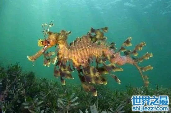 叶海龙鱼外形奇特,能够随意自由变换颜色