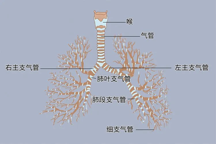下呼吸道是指什么部位