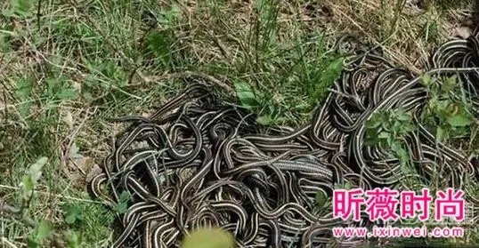 男子维修管道:竟发现骇人一幕(图)