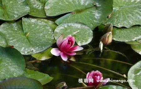 17张睡莲（子午莲）图片
