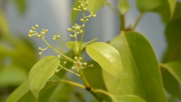 绿萝有毒吗对人体有害吗?卧室长期养殖绿萝对人体有没有伤害?