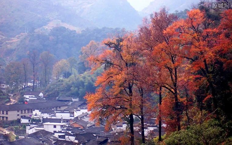 枫树叶售价上百元 枫树叶或有“虫卵”残留需谨慎