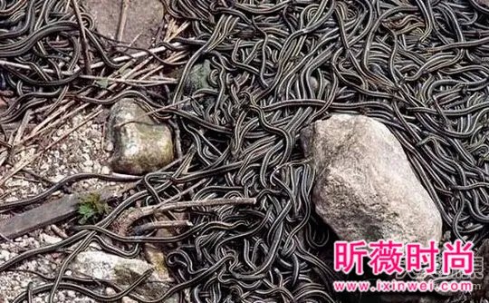 男子维修管道:竟发现骇人一幕(图)