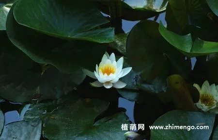 17张睡莲（子午莲）图片