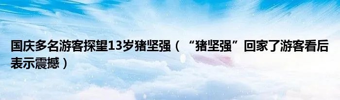 国庆多名游客探望13岁猪坚强（“猪坚强”回家了游客看后表示震撼）