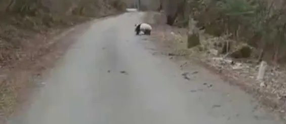 偶遇熊猫横穿马路抓了没？