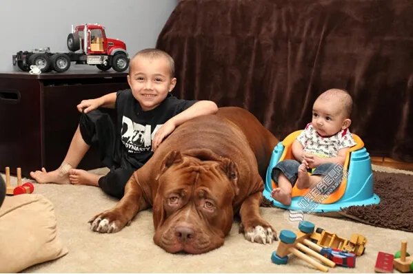 斗牛犬照顾婴儿 被称为称职的保姆和保镖