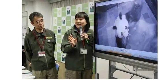 熊猫日本首次产子性别是什么?