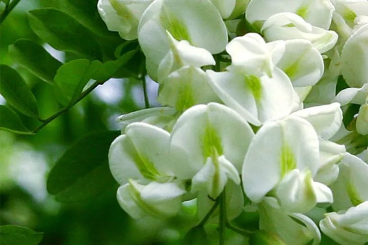 槐花图片大全
