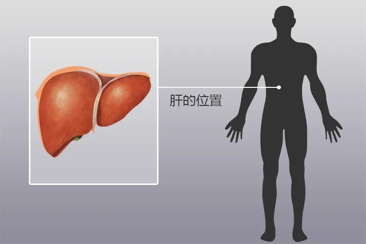 人体内脏位置分布示意图