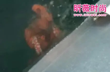 渔民将章鱼放在船上 下幕难以相信(组图)
