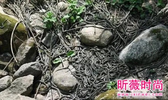 男子维修管道:竟发现骇人一幕(图)