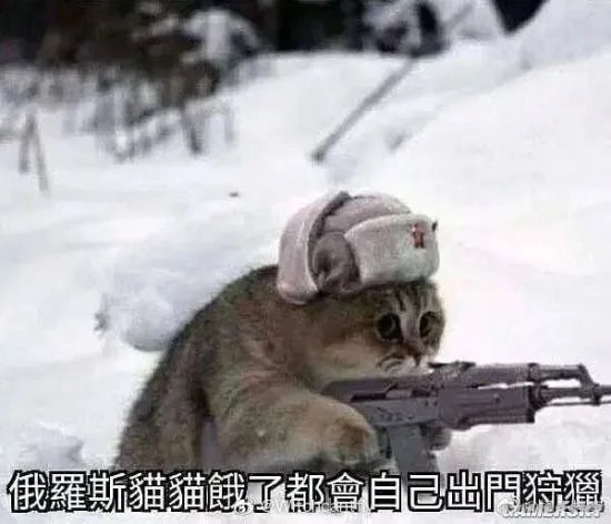 俄罗斯一黑猫逼退棕熊 网友:是不是罗小黑?