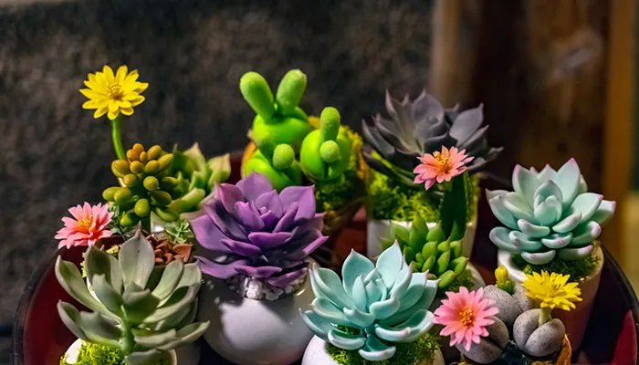 观音莲开花