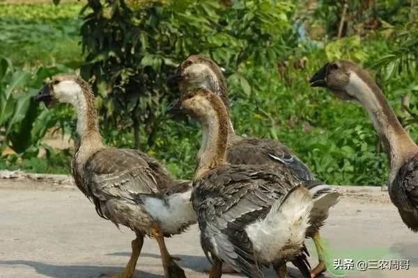 杂交鹅三个月有多大?