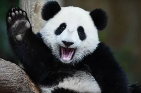 两只大熊猫赴芬兰，大熊猫适合的生长环境有哪些？
